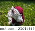 Maltese 23041414