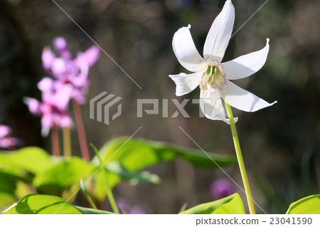 White bamboo shoots 23041590