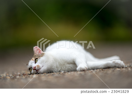 Miketchi成長和放鬆 23041829