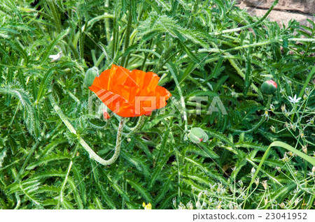 Flowers are red poppies Flowers are red poppies 23041952
