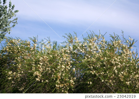 刷蟑螂(白色) 刷蟑螂(白色) 23042019