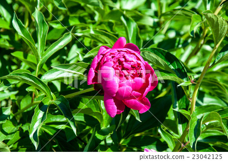 Peony Red color Peony Red color 23042125