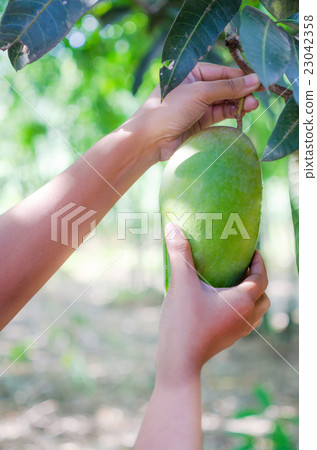 Hands of woman harvesting fresh green mango Hands of woman harvesting fresh green mango 23042358
