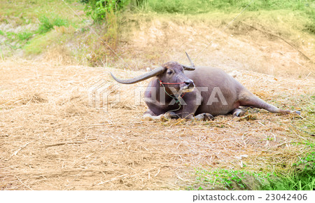 buffalo laying down on field background 23042406