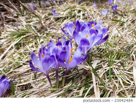 Violet flower - crocus 23042484