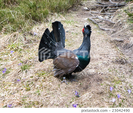Heather cock in forest 23042490