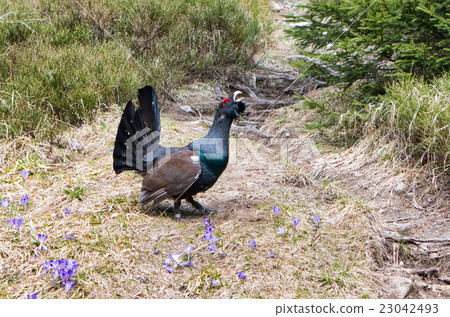 Wood grouse in forest 23042493