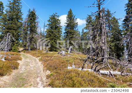 Forest at Great Fatra range, Slovakia Forest at Great Fatra range, Slovakia 23042498