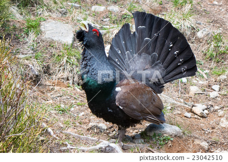 Attacking western capercaillie Attacking western capercaillie 23042510