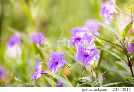 Ruellia tuberosa flower filed Ruellia tuberosa flower filed 23043015
