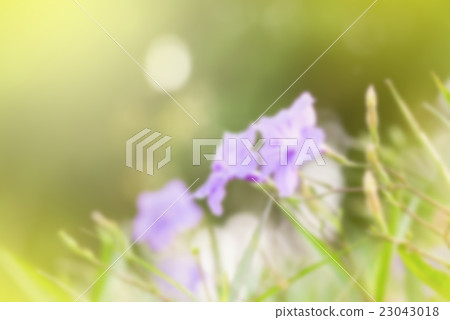 Ruellia tuberosa flower filed Ruellia tuberosa flower filed 23043018