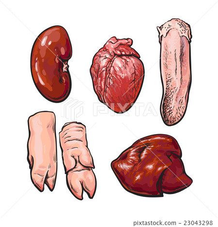 isolated set of pig organs isolated set of pig organs 23043298