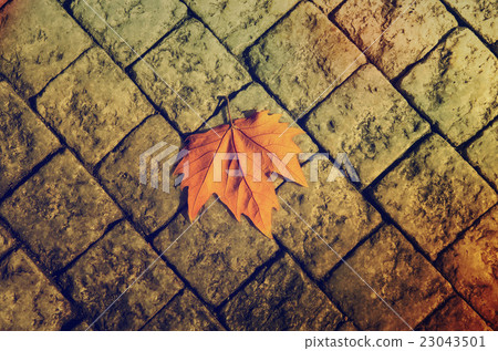 Autumn leaf on the floor 23043501