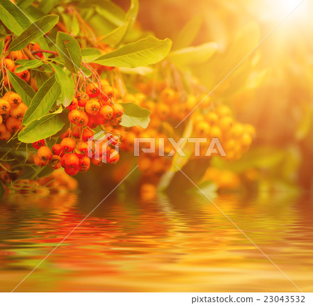 Red autumn berries 23043532