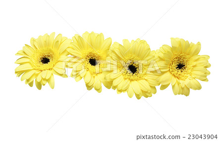 Gerbera Gerbera 23043904