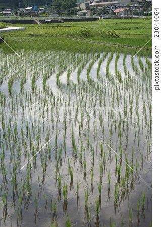 Rice crop 02 Rice crop 02 23044064