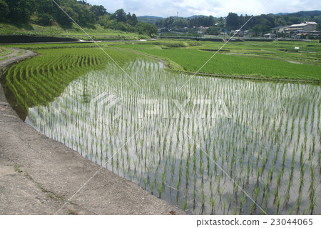 Rice crop 03 23044065