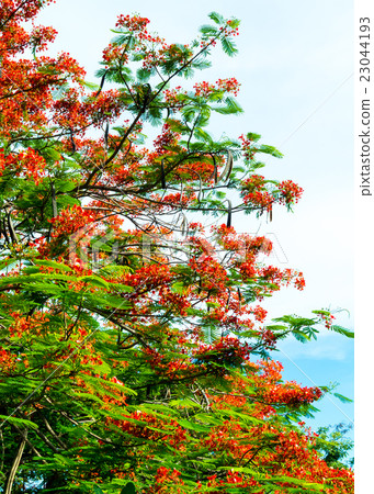 Royal Poinciana flower blooming Royal Poinciana flower blooming 23044193