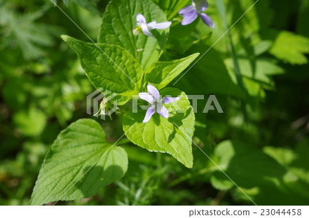 中提琴 中提琴 23044458