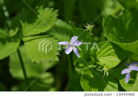 Viola grypocera Viola grypocera 23044460