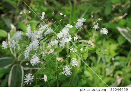 Larchaceous Larchaceous 23044469