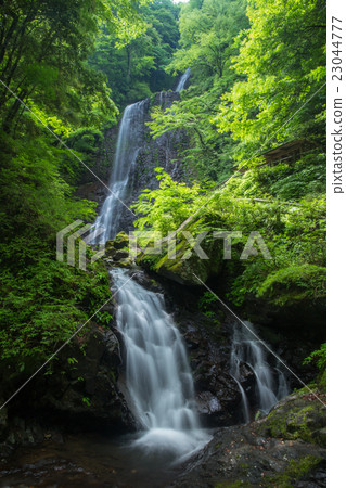 Waterfall and fresh green (Ehime Prefecture white wild boar waterfall) 23044777