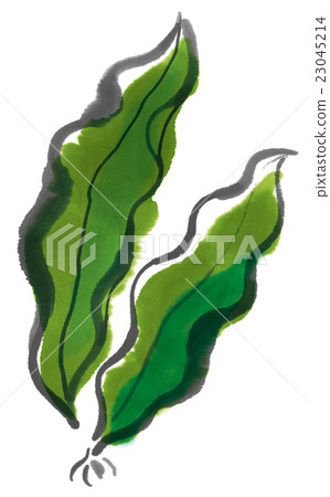 Kelp 23045214