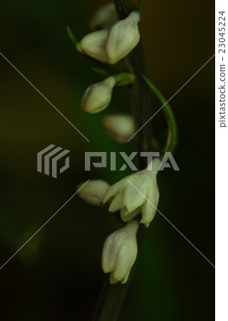 It is said that natural plant Ohba Janohiga is a unique species in Japan. White flowers bloom in the forest in the summer 23045224