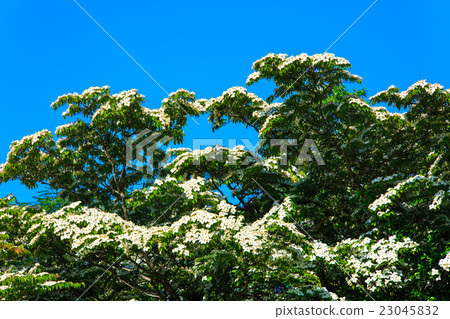 Fresh green unzen Tashiro Yamaboshi Fresh green unzen Tashiro Yamaboshi 23045832