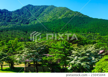 Fresh green unzen Tashiro Yamaboshi Fresh green unzen Tashiro Yamaboshi 23045844