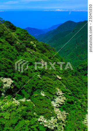 Fresh green Unzen Yamabashi Fresh green Unzen Yamabashi 23045850