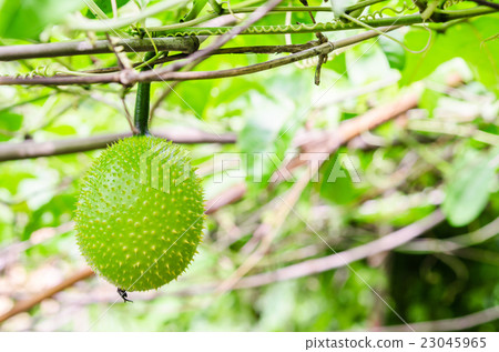 Green Gac fruit, Spring Bitter Cucumber Green Gac fruit, Spring Bitter Cucumber 23045965