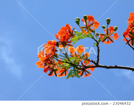 Hoogoku Hoogoku 23046432