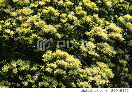 Natural plant bamboo shoots, in early June, flowers bloom all together and the whole tree turns yellow green ② Natural plant bamboo shoots, in early June, flowers bloom all together and the whole tree turns yellow green ② 23046552