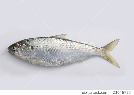 Conosillo 25 cm 23046733