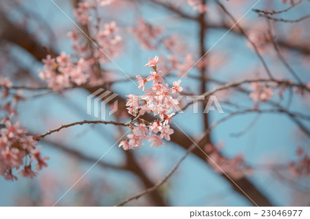 Wild Himalayan Cherry spring blossom 23046977