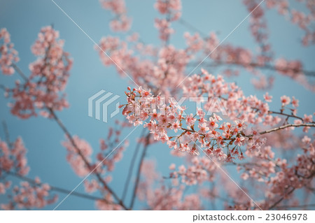 Wild Himalayan Cherry spring blossom 23046978