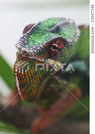 Panther Chameleon 23047246