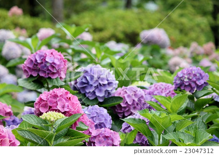 hydrangea hydrangea 23047312