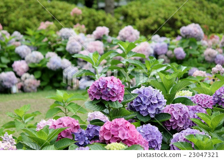 八仙花屬花田 23047321