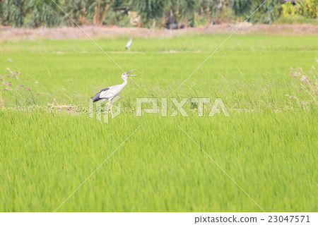 Asian Openbill standing in the rice field 23047571