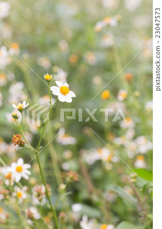 Bidens Pilosa Var. Radiata, wildflowers 23047573
