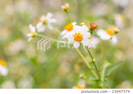 Bidens Pilosa Var. Radiata, wildflowers 23047574