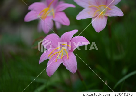 Saffron Moddoki 23048176