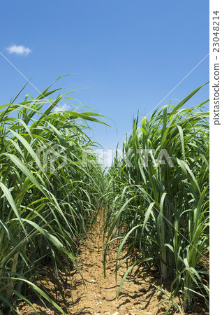 Sugar Cane field 23048214