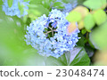 hydrangea   23048474