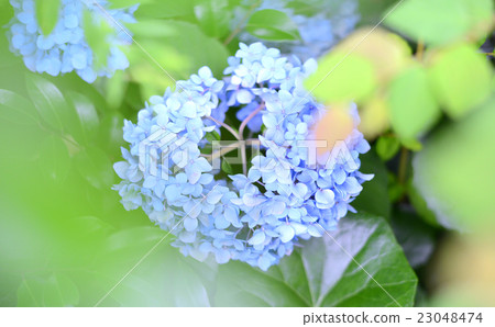 hydrangea hydrangea 23048474