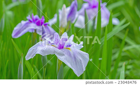 Iris 16: 9 Iris 16: 9 23048476