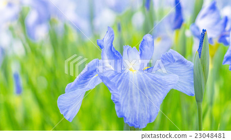 虹膜16:9 虹膜16:9 23048481