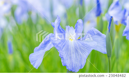 虹膜16:9 虹膜16:9 23048482